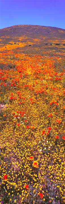 Fine Art Panoramic Landscape Photography Brilliant Wildflowers at Antelope Buttes, Antelope Valley, Calif.